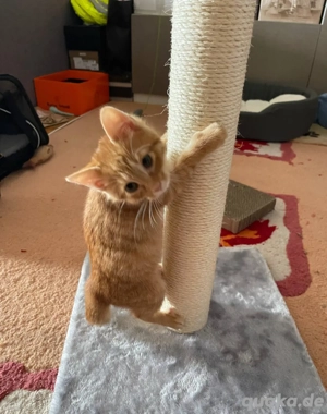 Holly Kätzchen sucht ein Zuhause