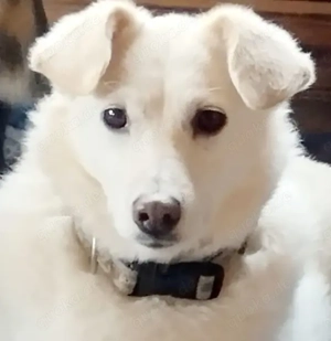 Cinderella sucht ihre Menschen.  Bild 4