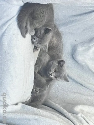 Britisch Kurzhaar Katzen