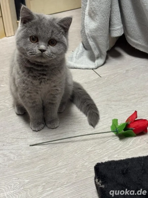 Britisch Kurzhaar Katzen