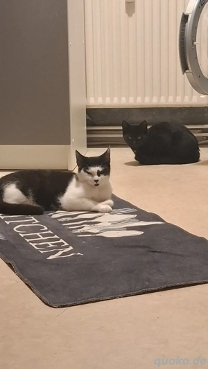 BKH Katzen abzugeben 