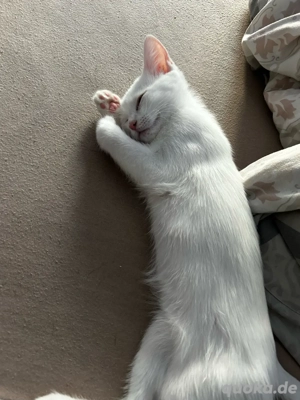 BKH-Türkisch Angora Kätzchen