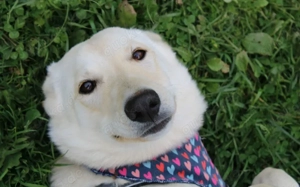 Sonnenschein Souraya sucht ihre Menschen