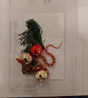 Kornnatter Jungtiere 2025