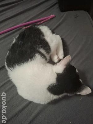 Kleines Kätzchen abzugeben 