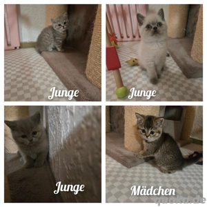 BKH Kitten ab sofort 