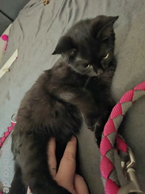 Kleines Kätzchen Josefine sucht ihr traumschloss 