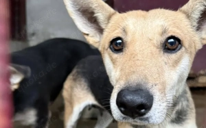 Freundliche Siri sucht Familienanschluss