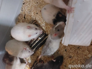 Guten Tag, Ratten Stück 14 abzugeben zu verschenken.