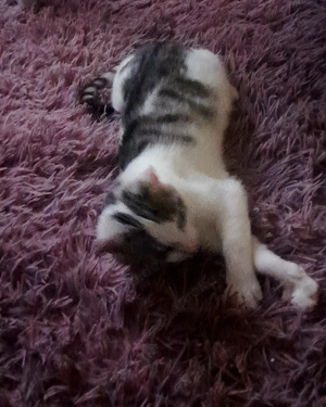 12 Wochen altes Kätzchen abzugeben