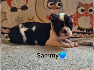 Old Englische Bulldogge 