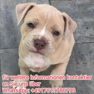 Gesunde Am-Staff Pit-Bull welpen