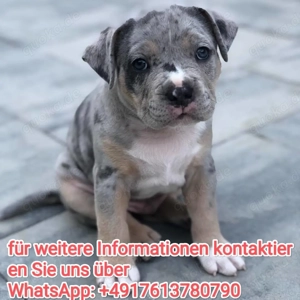 Gesunde Am-staff Pit-bull Welpen