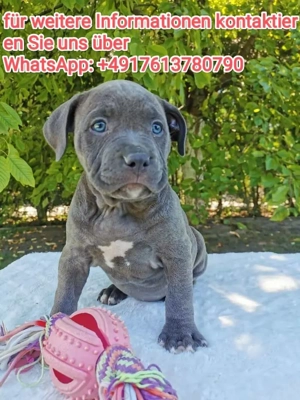 Schön Am-staff   Pit-bull welpen