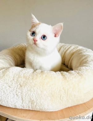 Süße Bkh Kitten tragen odd eyed 