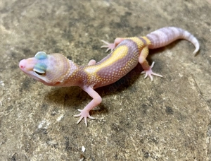 0,1 Leopardgecko Godzilla Super Giant Bold Jungle Pastel RAPTOR 