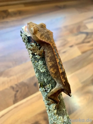 poss 0.1 Kronengecko (Correlophus ciliatus) ohne Schwanz