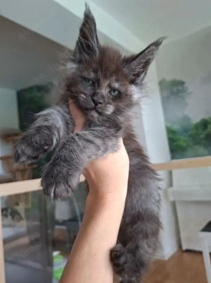  Wunderschöne Maine Coon Kitten in black  blue smoke im modernen  "Wild-Look "