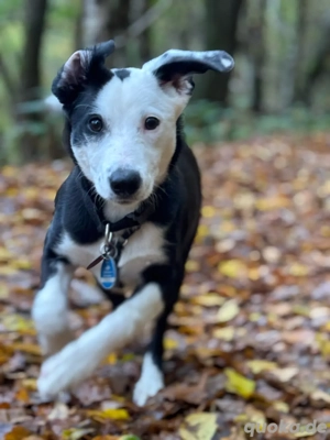 bordercollie windhund  labrador 