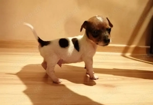 Reinrassige Jack Russell Welpen suchen ein liebevolles Zuhause