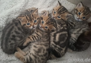 typvolle Bengal Katerchen suchen liebevolles Zuhause 
