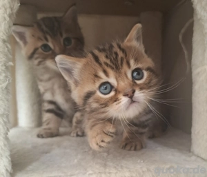Bengal Katerchen sucht liebevolles Zuhause 