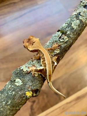 0.0.1 Correlophus Ciliatus (Kronengecko) LillyWhite