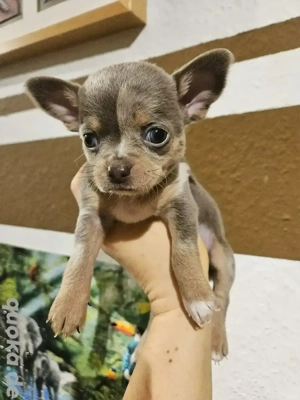 Wundervolle Chihuahua Welpen 