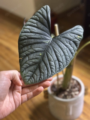 Alocasia Nebula Babypflanze (Panaschierung evtl. möglich) aus Rhizom