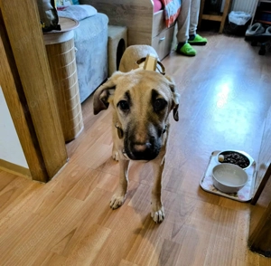 Kangalmix Nevio Rüde ca. 1 Jahr wartet noch immer in 06347 voller Hoffnung auf sein eigenes Zuhause