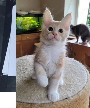  Reinrassiger Maine Coon Katerchen