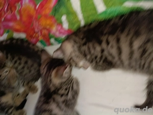 katzebabys abzugeben 