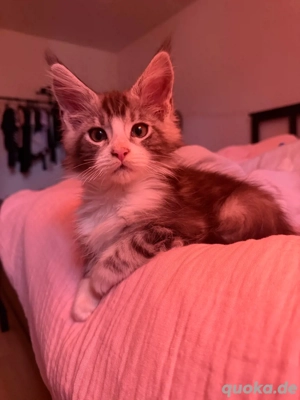 Junger Kater sucht Familie 