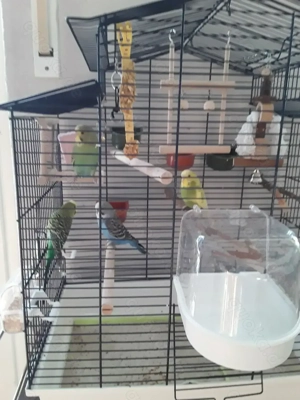 4wellensittiche mit neuen Käfig zu verkaufen 