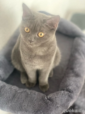 Britisch Kurzhaar Katze 6 Monate alt, weiblich sucht ein liebevolles Zuhause Bild 3