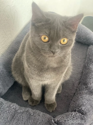 Britisch Kurzhaar Katze 6 Monate alt, weiblich sucht ein liebevolles Zuhause Bild 5