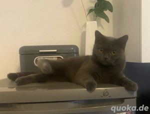 Britisch Kurzhaar Katze 6 Monate alt, weiblich sucht ein liebevolles Zuhause Bild 4