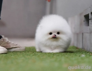 Süßer Zwergspitz verfügbar