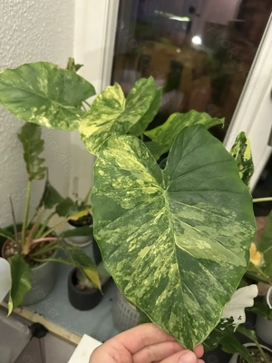 Alocasia Gageana aurea variegata Babypflanze aus Rhizom