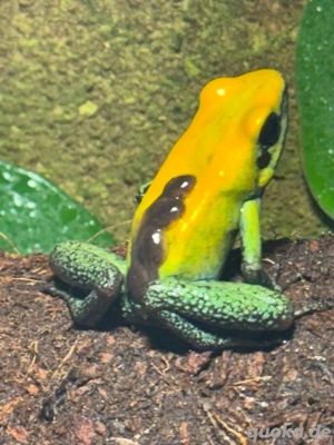 Phyllobates bicolor uraba 