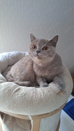 BKH britisch kurzhaar weiblich tortie