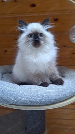 Neva masquarade sibirische weiblich