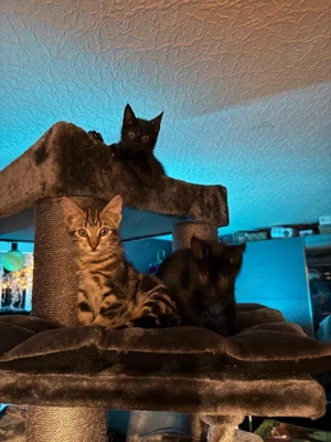 Fünf bezaubernde Katzenbabys wegzugeben