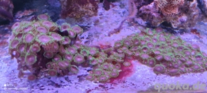 Meerwasser Zoanthus