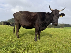 Bio 100 % Fullblood Wagyu-Herde   12 Tiere, DNA-Zertifikat, Weidehaltung Bild 6