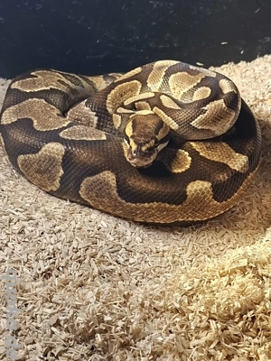 1.0 BP Enchi YB h.Clown