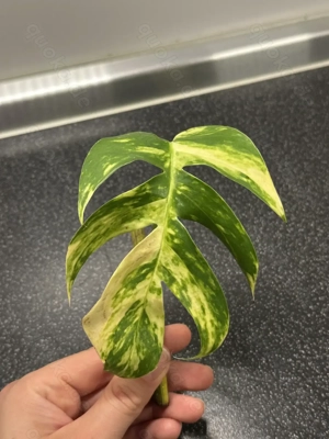 Epipremnum pinnatum Goldfinger - bewurzelte Stecklinge