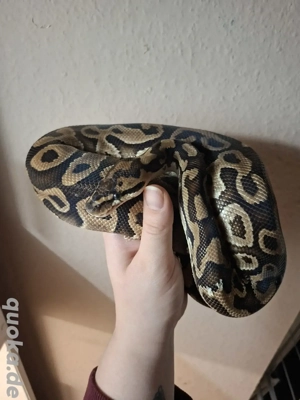 1.0 Special Leo h.Clown