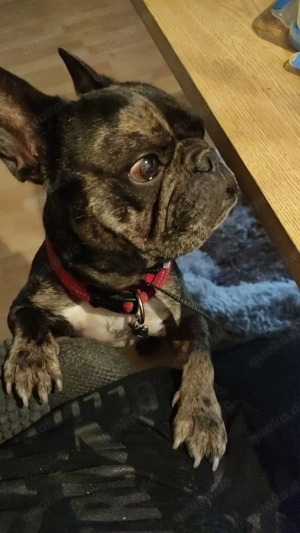 Mopfi und Frieda französische Bulldoggen