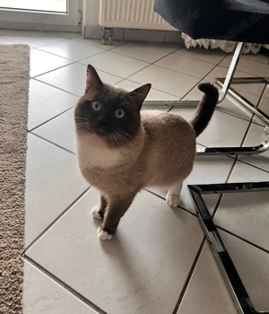 Ragdoll British Kurzhaar Mischling Katetär